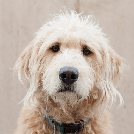 Wisetail LMS employee Lincoln.