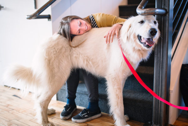 Learn more about Wisetail's workplace dog policy and how you can effect change in your office.