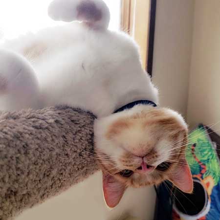 Remus upside down