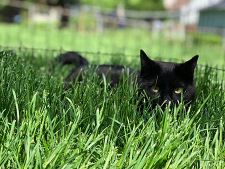 Zelda laying in the grass
