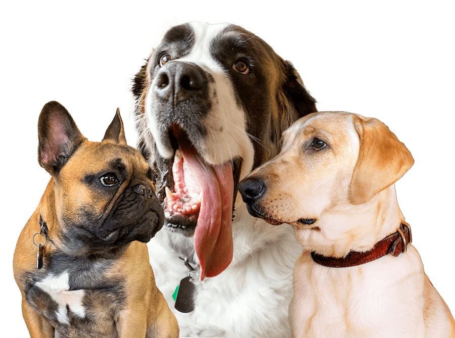 Wisetail Meet the Team group of dogs